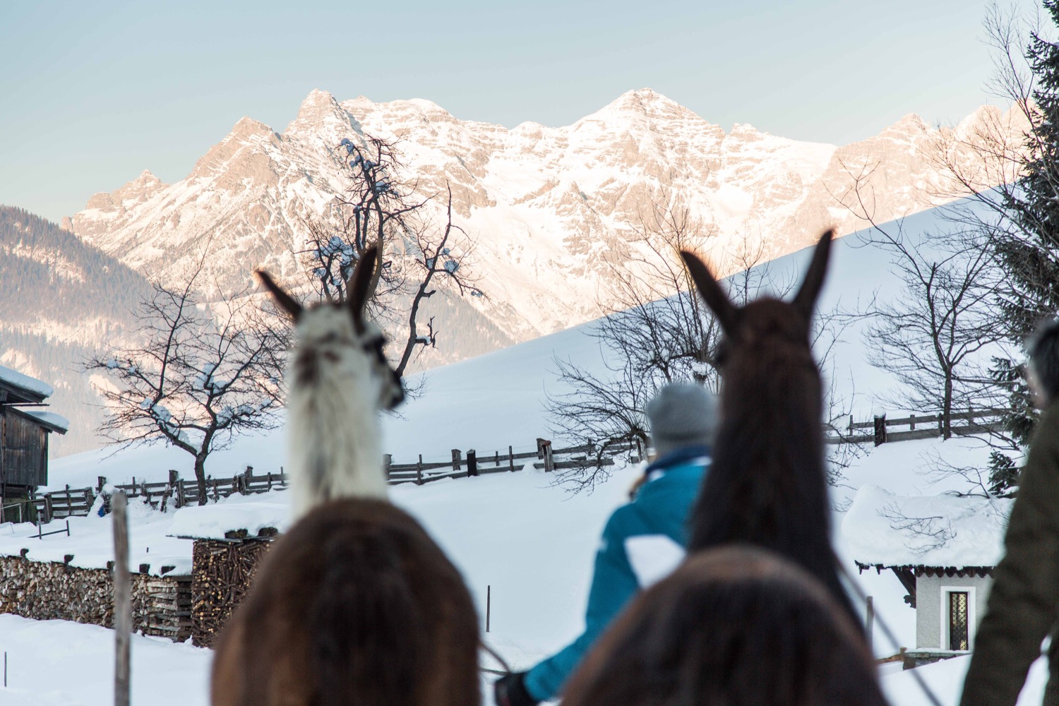 Lamawanderung Tirol