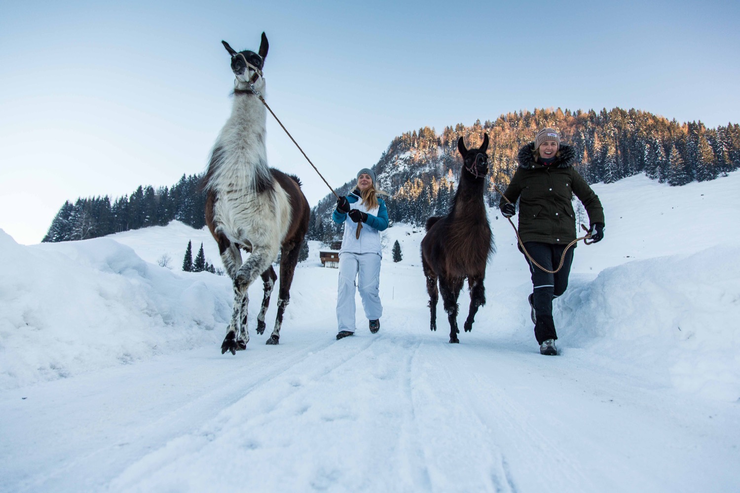 Lamawanderung Tirol