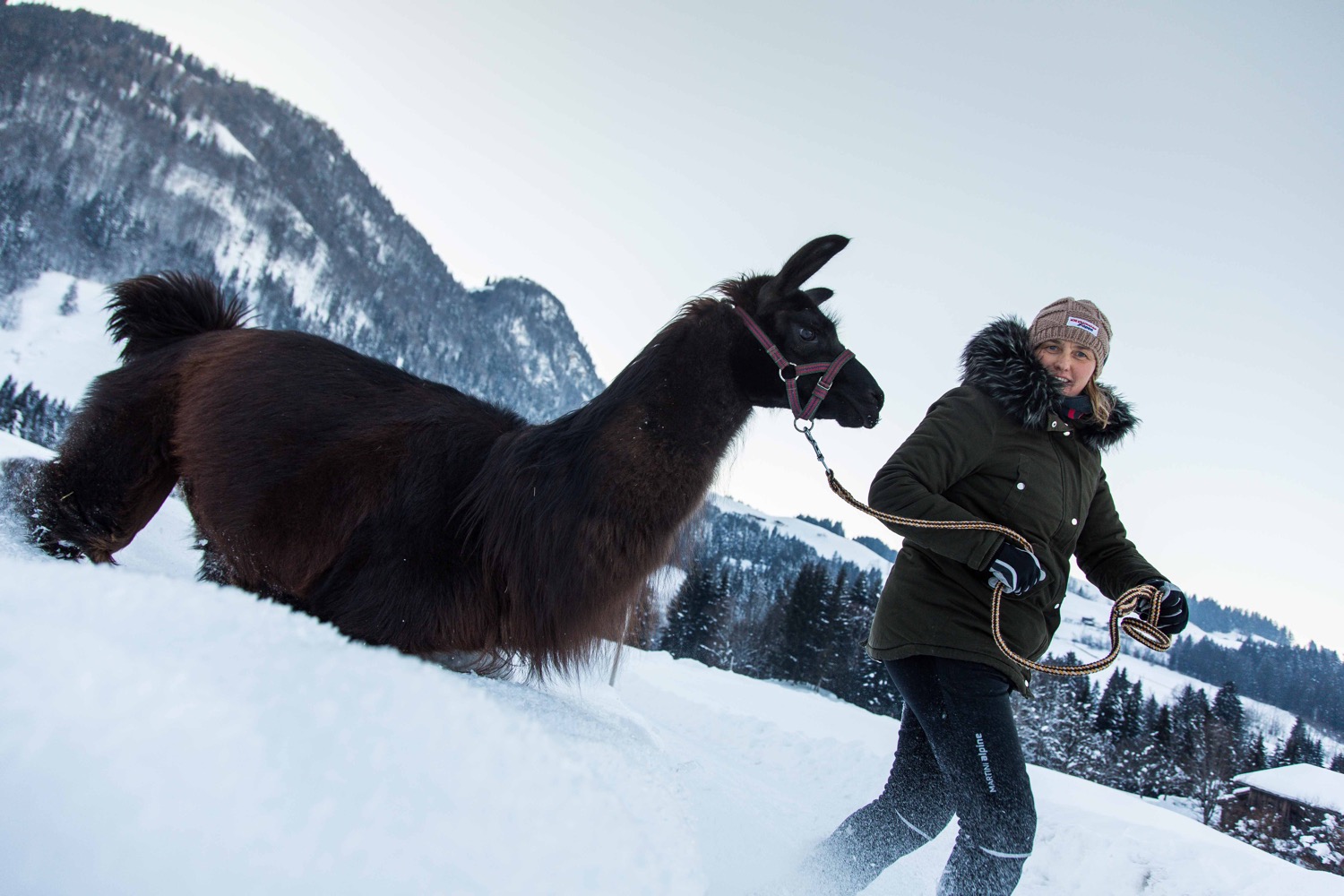 Lamawanderung Tirol